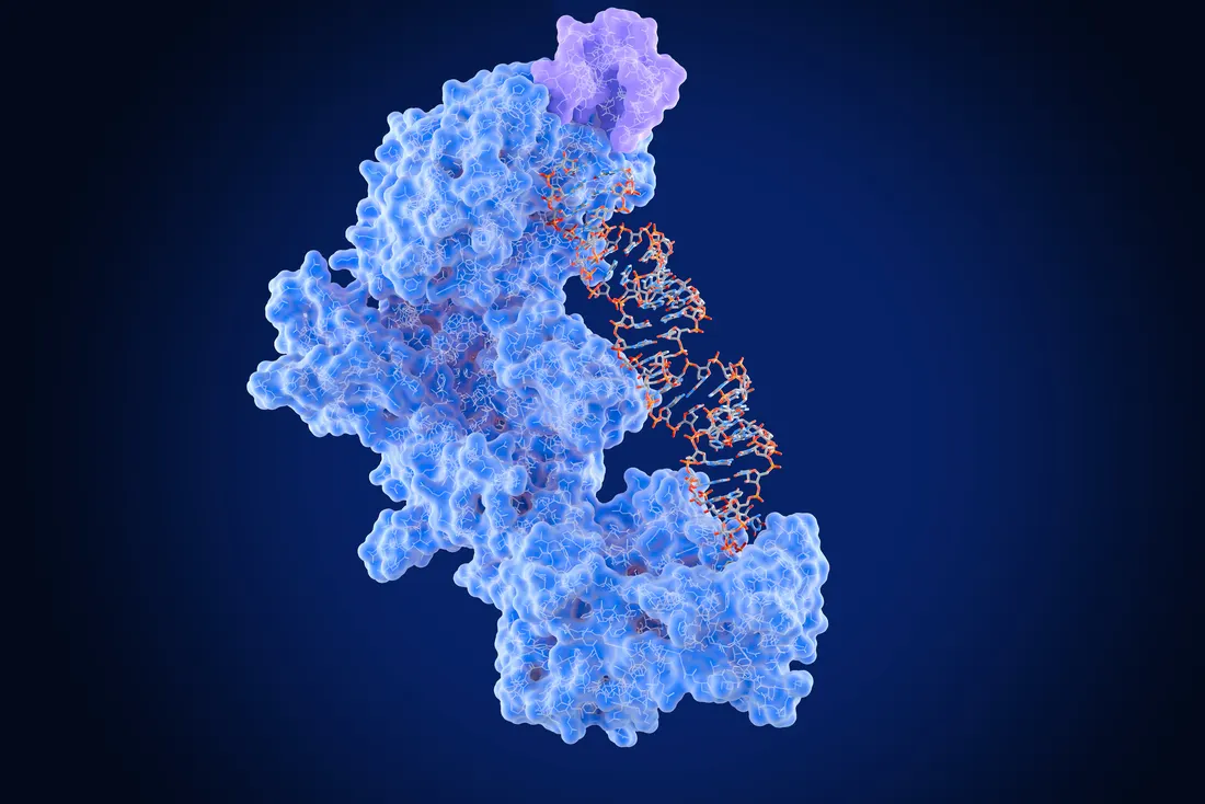 Illustration of an enzyme protein structure