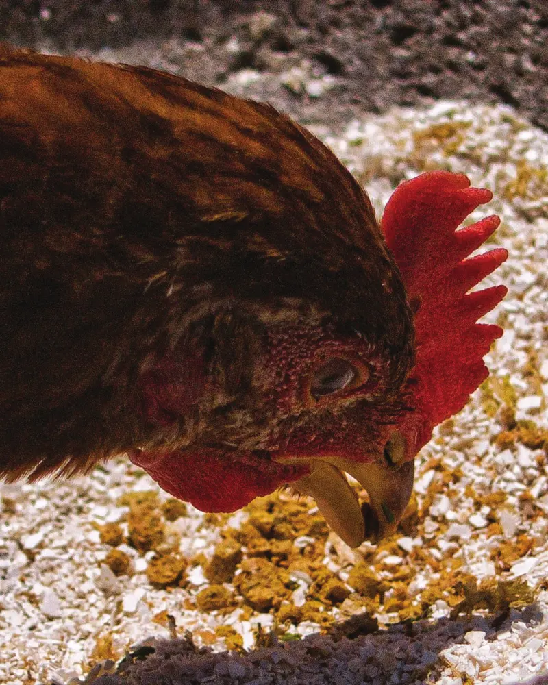 Hen eating grain feed